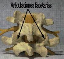 articulacionfacetaria.jpg