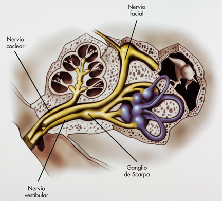 nerviovestibular.jpg